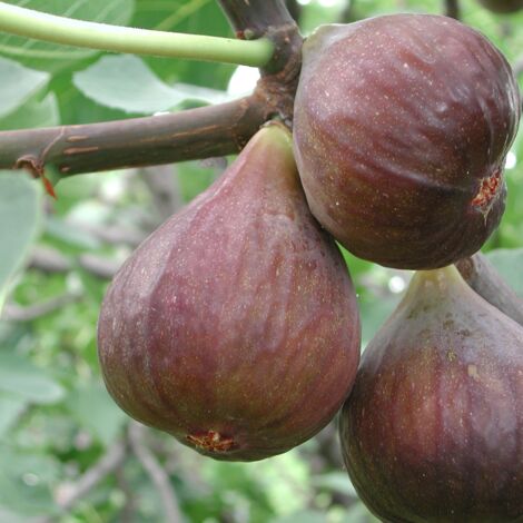 Figuier Little Miss Figgy' - Ficus carica Little Miss Figgy' en pot de 7,5L (1/2)