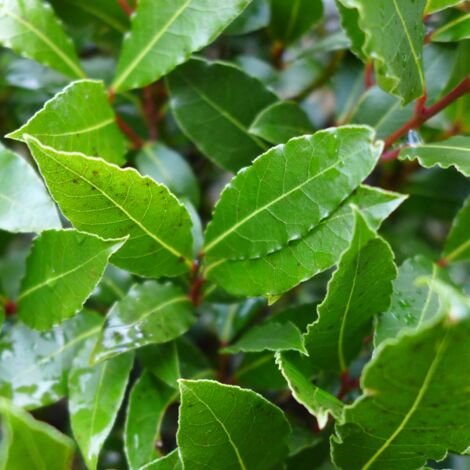 Laurier du Portugal Angustifolia - Prunus lusitanica Angustifolia 60cm en pot (1/2)