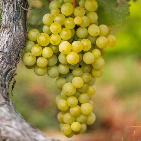 Pied de vigne Sweety' Blanc - Vitis vinifera Sweety' 120cm (1/2)