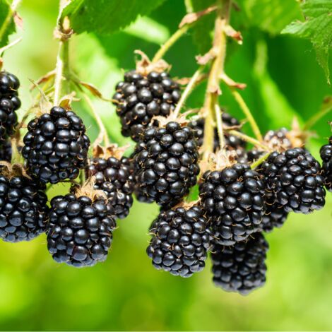 Mûrier Nessy' - Rubus fruticosus Nessy' 120cm (1/2)
