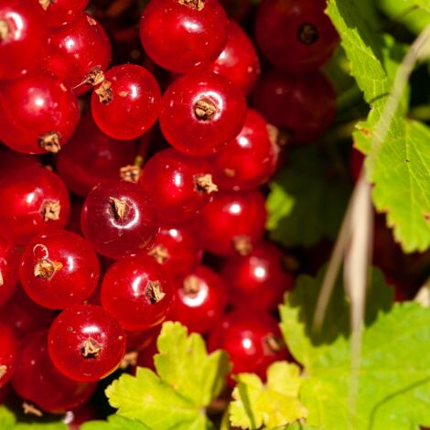 Groseillier rouge - Ribes rubrum 50/60cm (1/2)