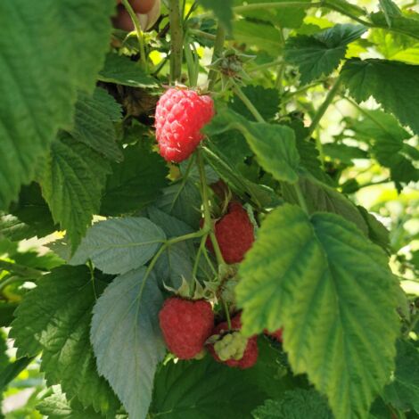Framboisier Meeker' - Rubus idaeus Meeker' 50/60cm (1/2)