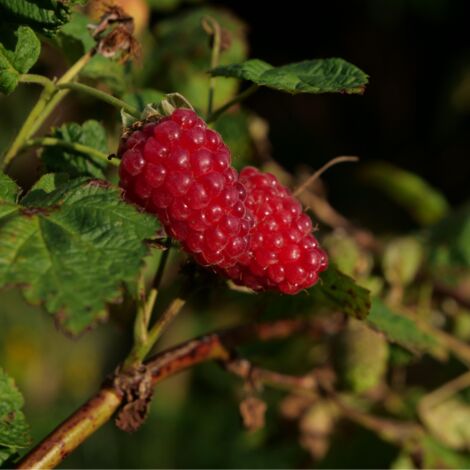Mûre-framboise Tayberry' - Rubus Tayberry' 50/60cm (1/2)