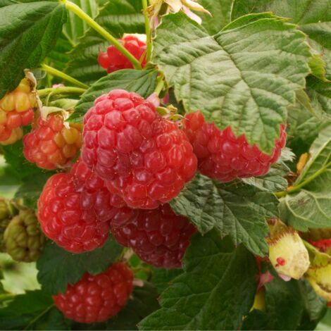 Framboisier Héritage' - Rubus idaeus Héritage' 50/60cm (1/2)