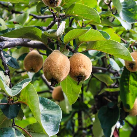 Kiwi Jenny' - Actinidia deliciosa Jenny' 50/60cm (1/2)
