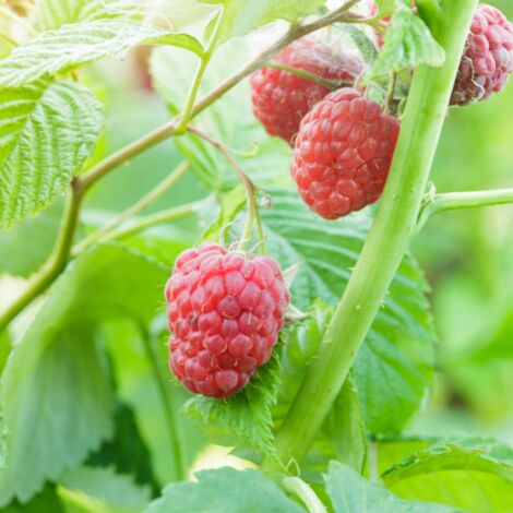Framboisier Schönemann' - Rubus idaeus Schönemann' 50/60cm (1/2)