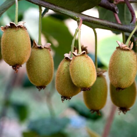 Kiwi Hayward' - Actinidia deliciosa Hayward' 50/60cm