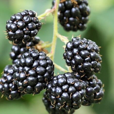Mûrier Thornless Evergreen' - Rubus fruticosus Thornless Evergreen' 50/60cm (1/2)