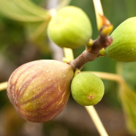 Figuier Brown Turkey' - Ficus carica Brown Turkey' 50/60cm