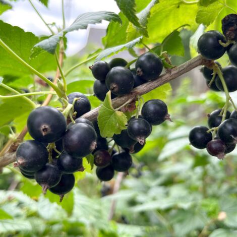 Cassis - Ribes nigrum 50/60cm (1/2)