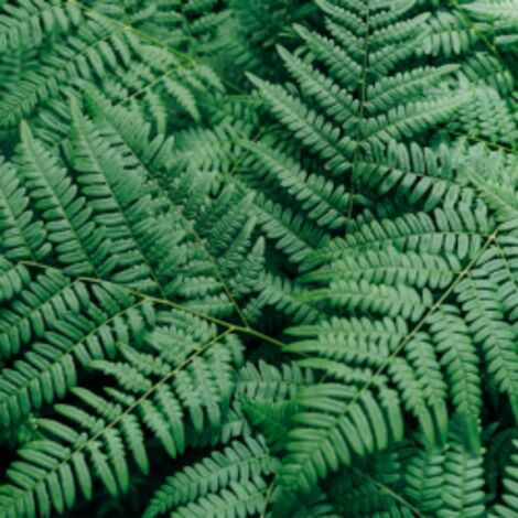 Fougère arborescente de Tasmanie  Dicksonia antarctica Pot 9L