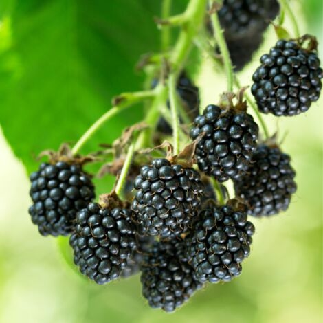 Mûrier Black Satin' - Rubus fruticosus Black Satin' 50/60cm (1/2)
