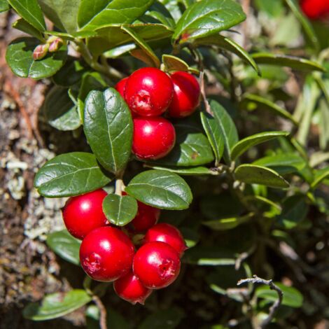 Canneberge Pilgrim' - Vaccinium macrocarpon Pilgrim' en pot de 2L (1/2)