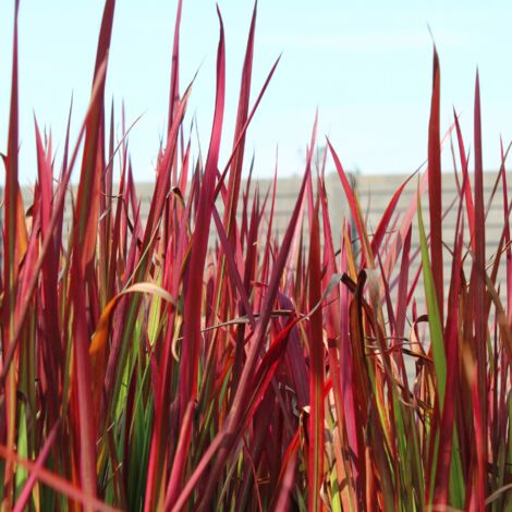 Herbe sanglante Red Baron' - Imperata cylindrica Red Baron' pot 7,5L