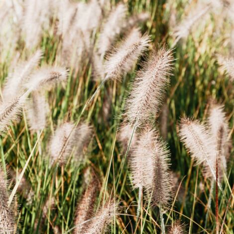Herbe aux écouvillons Hameln' - Pennisetum alopecuroides Hameln' godet 9cm (1/2)