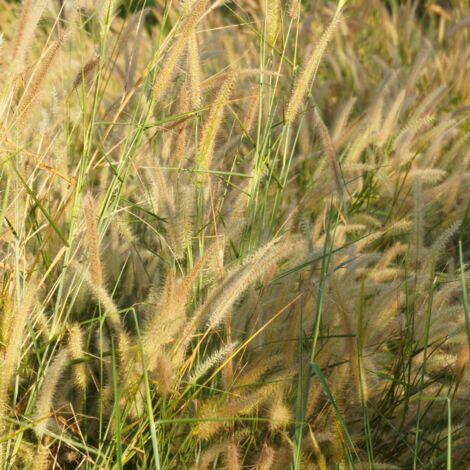 Herbe aux écouvillons - Pennisetum alopecuroides godet 9cm (1/2)
