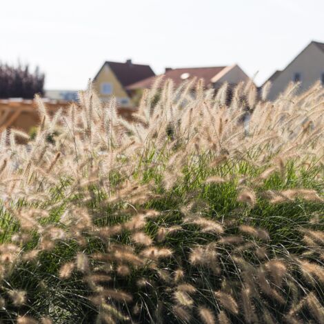 Herbe aux écouvillons Little Bunny' - Pennisetum alopecuroides Little Bunny' godet 9cm (1/2)