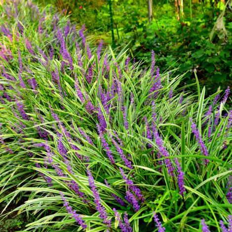 Liriope muscari - Liriope muscari godet 9cm (1/2)