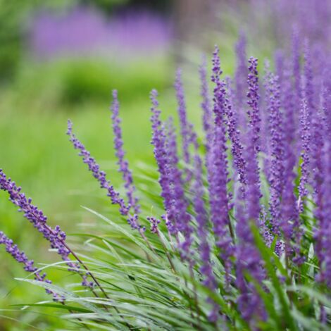 Liriope muscari Ingwersen' - Liriope muscari Ingwersen' godet 9cm (1/2)