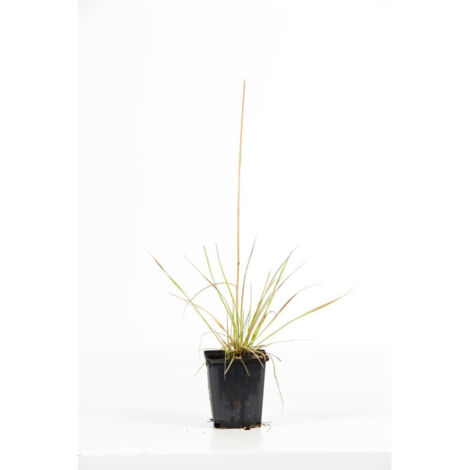 Canche cespiteuse Goldstaub' - Deschampsia cespitosa Goldstaub' godet 9cm (1/2)