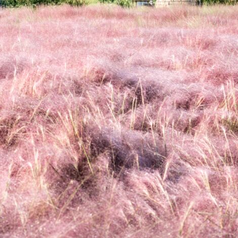 Herbe d'amour - Eragrostis spectabilis pot 3L (1/2)
