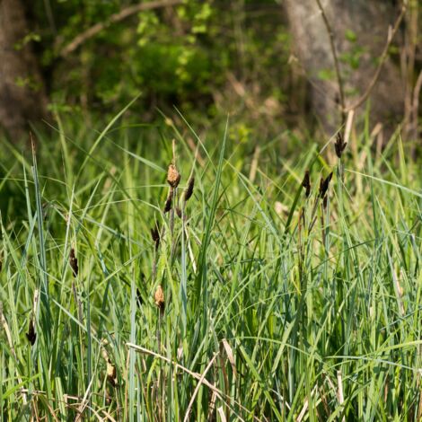 Laîche acutiforme - Carex acutiformis godet 9cm (1/2)