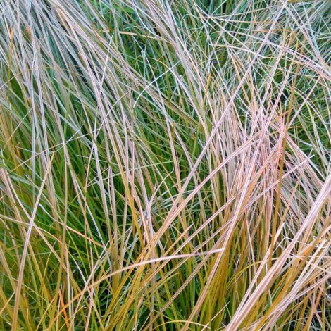 Laîche testacée Lime Shine' - Carex testacea Lime Shine' pot 3L (1/2)