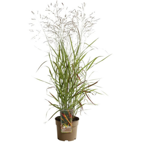 Panic érigé Shenandoah' - Panicum virgatum Shenandoah' pot 3L (1/2)