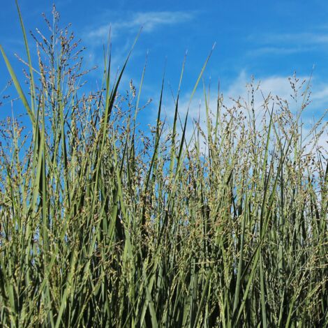 Panic érigé Prairie Sky' - Panicum virgatum Prairie Sky' pot 3L (1/2)