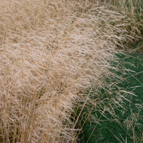 Canche cespiteuse Goldstaub' - Deschampsia cespitosa Goldstaub' pot 3L (1/2)
