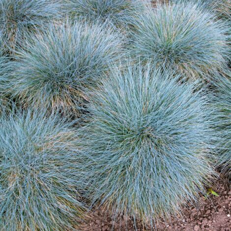Fétuque bleue Elijah Blue' - Festuca glauca Elijah Blue' godet 9cm