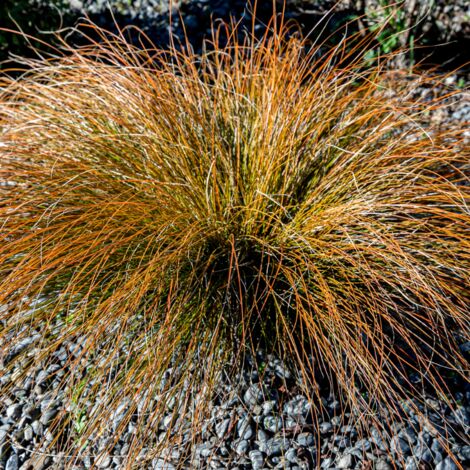 Laîche de Buchanan - Carex buchananii godet 9cm (1/2)