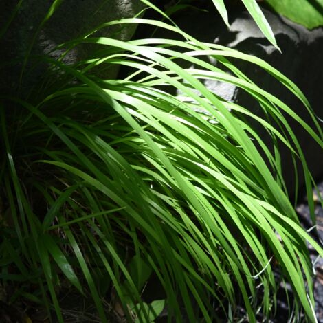 Laîche à larges feuilles Shiro' - Carex siderosticha Shiro' pot 3L (1/2)
