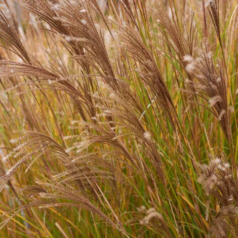 Roseau de Chine Serengeti' - Miscanthus flavidus Serengeti' pot 3L (1/2)