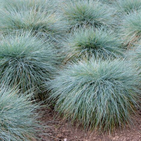 Fétuque de Gautier Pic Carlit' - Festuca gautieri Pic Carlit' pot 3L