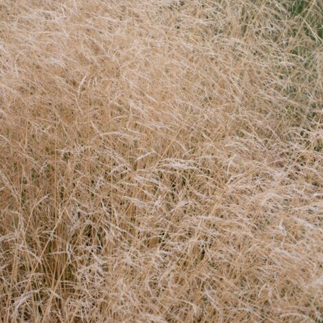 Canche cespiteuse - Deschampsia cespitosa godet 9cm (1/2)