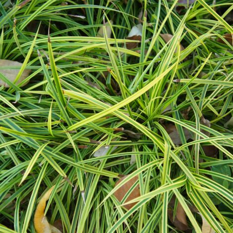 Laîche de Morrow Irish Green' - Carex morrowii Irish Green' godet 9cm (1/2)