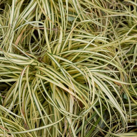 Laîche d'Oshima Ribbon Falls' - Carex oshimensis Ribbon Falls' pot 3L (1/2)