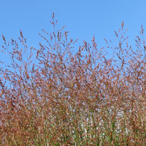 Panic érigé Squaw' - Panicum virgatum Squaw' pot 3L (1/2)