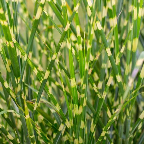 Roseau de Chine Zebrinus' - Miscanthus sinensis Zebrinus' pot 3L