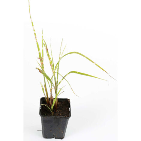 Roseau de Chine Strictus' - Miscanthus sinensis Strictus' godet 9cm (1/2)