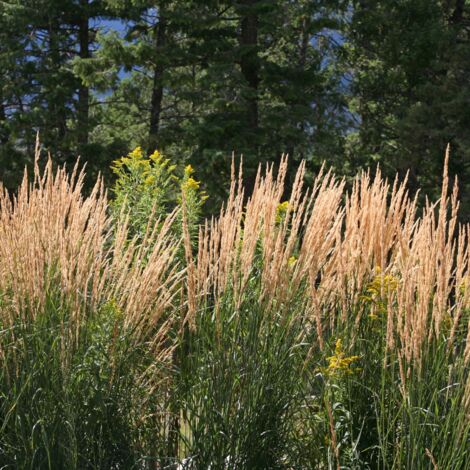 Calamagrostis Karl Foerster' - Calamagrostis × acutiflora Karl Foerster'godet 9cm (1/2)