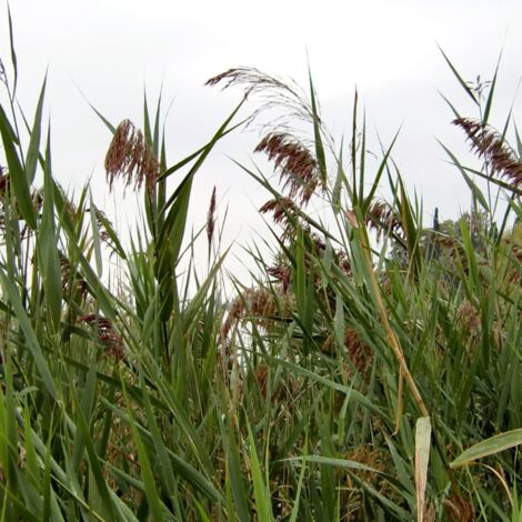 Roseau de Chine Kleine Silberspinne' - Miscanthus sinensis Kleine Silberspinne' pot 3L (1/2)