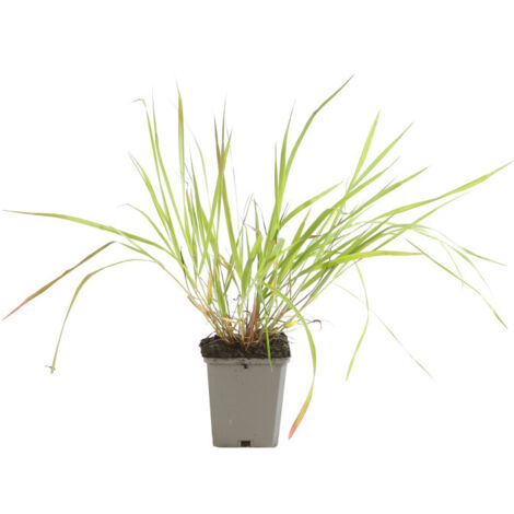 Herbe d'amour - Eragrostis spectabilis godet 9cm