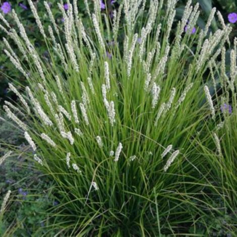 Seslérie d'automne - Sesleria autumnalis godet 9cm (1/2)