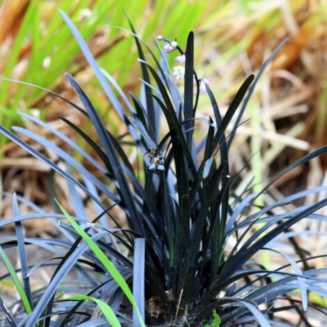 Ophiopogon Niger' - Ophiopogon planiscapus Niger' godet 9cm