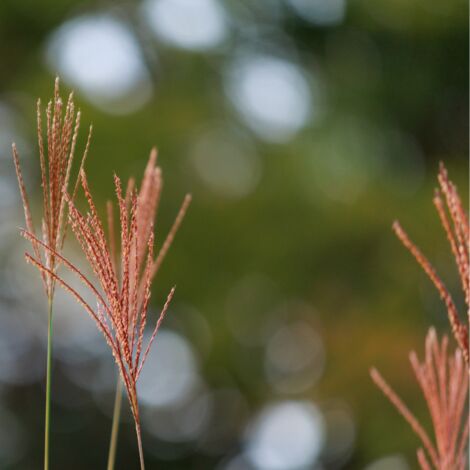 Roseau de Chine Ferner Osten' - Miscanthus sinensis Ferner Osten' godet 9cm