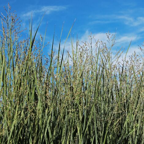 Panic érigé Prairie Sky' - Panicum virgatum Prairie Sky' pot 23cm (1/2)