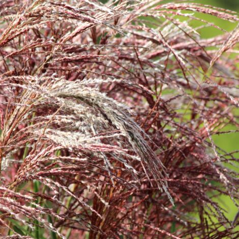 Roseau de Chine Malepartus' - Miscanthus sinensis Malepartus' godet 9cm (1/2)