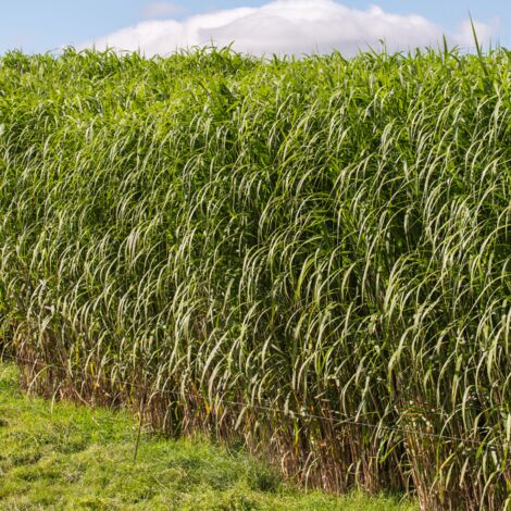 Miscanthus géant – Graminée vivace 3-4m – Épis plumeux argentés – Floraison août à octobre – Sol frais et drainé